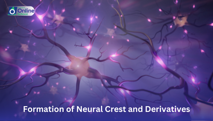 Lesson 05: Formation of Neural Crest and Derivatives